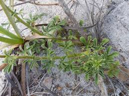Image result for Cleome stricta