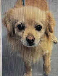 Valencia County Community Watch