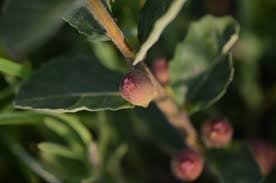 Image result for Ficus pygmaea