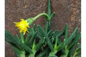 Image result for Hereroa