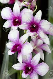 Dendrobium Orchid Dendrobium Orchids Orchid Flower Orchids