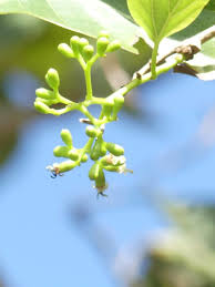 Image result for Cordia myxa