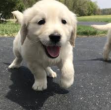 Check spelling or type a new query. Golden Retriever Puppies For Sale White River Junction Vt 297018