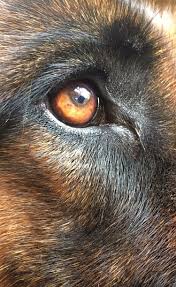 Dog Eye Photo Light Photography Eyes Animal Dog Photos Of Eyes Dog Eyes Animals