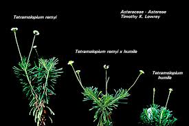 Image result for Tetrapogon tenellus