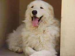 White Tall Dog Kuvasz Guard Dog Breeds Kuvasz Dog Breeds