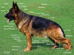 anatomy the german shepherd dog