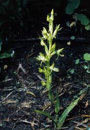 Image result for Habenaria mosambicensis