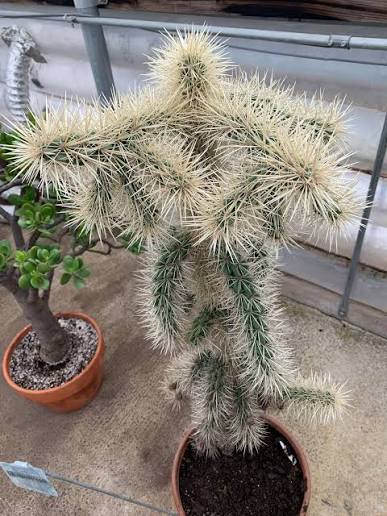 Jumping cholla cactus defense mechanism