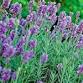 Lavender as Medicine