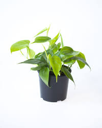 Image result for Filodendron Philodendron