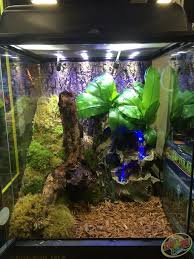 12x12x18 Zoo Med Terrarium Do A Diy Of This Terrarium With Forest Soil Substrate Ecological Soil Covered W Tree Frog Terrarium Frog Terrarium Gecko Terrarium