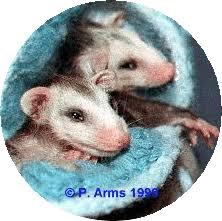 National Opossum Society