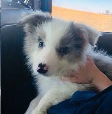 Border collies are most commonly black with white markings, but the base coat color can come in sable, blue merle, brown, and red. Newest Member Of The Family Blue Merle Border Collie Our Boy Blue Bordercollie