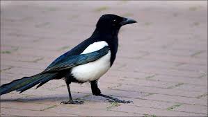 Elster Jahreszeiten Galerie Community Elsterglanz Elster Vogel Elster