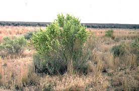 Limita al norte con guadalupe etla, san jacinto amilpas, san lorenzo cacaotepec y san pablo etla; Atriplex Canescens Wikipedia La Enciclopedia Libre