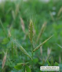 Image result for Brachypodium flexum