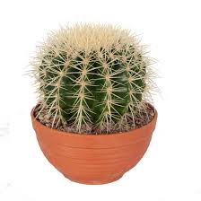 Barrel cacti, as the name implies, are almost perfectly round when juvenile, so they make excellent display plants. Cactus Succulent Plant Golden Barrel Cactus In Terracotta Bowl As A Set Height 17 Cm Type 17 Cm
