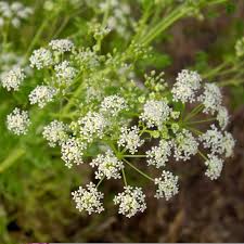 Poison Hemlock Courtsey Of Wikipedia Wildcrafting Invasive Plants Foraging