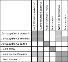 Homo naledi appears to have lived near the same time as early ancestors of modern humans. Homo Naledi Human Holobaramin Evidence Answers In Genesis