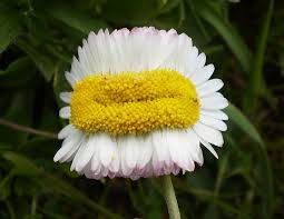 Activity what other rules of social etiquette can you think of? Funeral Flowers Arrangements Corona Ca Funeral Flowers Arrangements