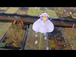 Image result for Humularia bequaertii