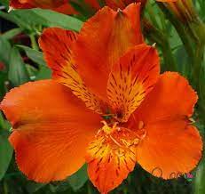 Pin On Peruvian Lilies