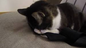 「ごめん寝」の画像検索結果