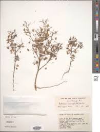 Image result for Anticharis senegalensis