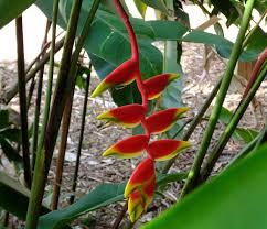 Tips You Must Follow For Taking Good Care Of Heliconia Plants Gardenerdy