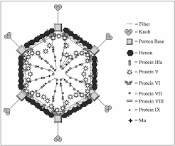 We highlight new developments, which include the structure of the penton base and the discovery that adenovirus has several relatives. Adenovirus Structure The Viral Particle Is Icosahedral In Shape And Is Download Scientific Diagram