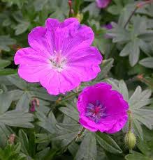 Image result for Geranium