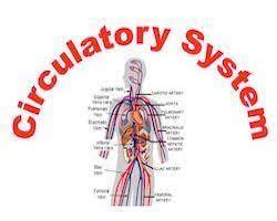 The Circulatory System The Team Effort That Keeps You Alive Circulatory System Team Effort System