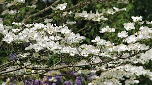 Dogwood fruit won't appear on your table. The Best Dogwoods For Your Garden Finegardening