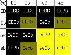 Color Chart Labradors Dog Stuff Labrador Black