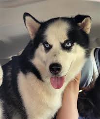 huskies and Malamutes in need of rescue and care