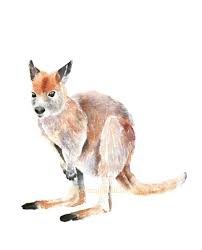 Wallaby Print Watercolor Wallaby Print Australian Gifts Etsy Baby Animal Drawings Watercolor Animals Baby Animal Prints