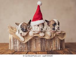 The puppies are squeaking an old rubber mouse. Beautiful Little Bulldogs Puppies Waiting For Christmas Beautiful Little French Bulldogs Pups Wearing Santa Claus Hat Canstock