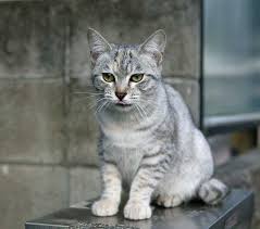 Kedi Cinsleri En Begenilen 55 Tur Ve Ozellikleri Paratic