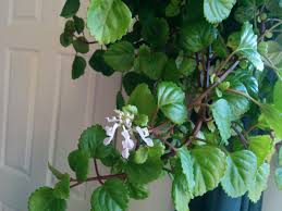 Image result for Plectranthus verticillatus