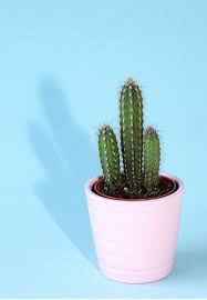 These cactus will grow as large as you want them too but if you leave it restricted in these pots they will stay dwarf, in time i the pots look handmade and are perfect, the baby cactus is also very cute and i was given a nice detailed pamphlet on how to take extra care of. 10 Great Types Of Cactus To Gift A Subtle Revelry