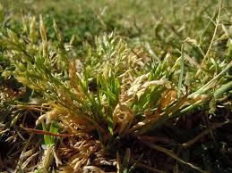 Image result for Poa annua