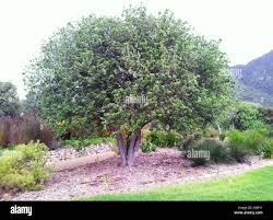 Image result for Kiggelaria africana