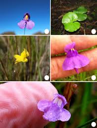 Image result for Lentibulariaceae