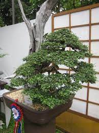 Our Philippine Trees Pinoy Bonsai Culture