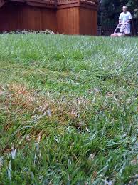 I am not sure how, but i think it could have i had patches of zoysia grass that were attempting to take over my entire yard. Zoysia Diseases Tips For Dealing With Zoysia Grass Problems Gardening Know How