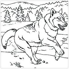 Should you find any image that belongs to you, please do contact me. Wolf Free Printable Coloring Pages For Kids