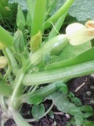 O rețetă de post (vegană) sau o garnitură de dovlecei gustoasă. Agricultura Seminte De Plante Dovlecei Seminte Legume Traditionale Pentru Legume Cu Gust