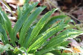 Image result for Asplenium cancellatum