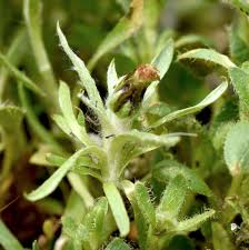 Image result for Gnaphalium